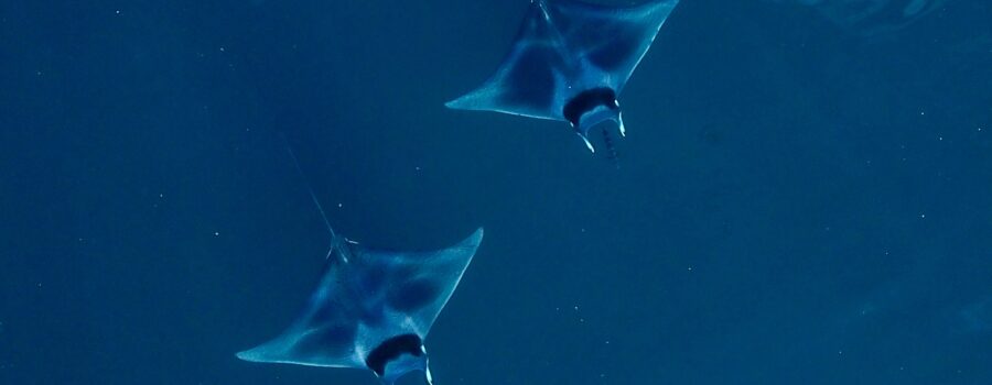 Best Leadership Books